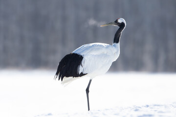 Obraz premium 北海道 道東 釧路 タンチョウ 鳥