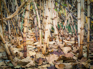 Autumn foliage of plants in Brugenland