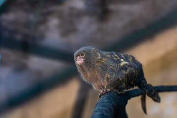 sparrow on a branch, small monkey in a zoo