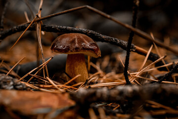 view on mushroom with dark brown cap grows among fallen branches in pine forest
