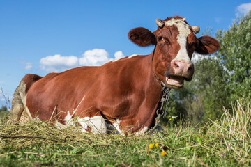 A cow is lying in a meadow in the village. Agricultural industry. The breeding of cattle.