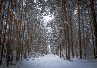 winter forest in the snow