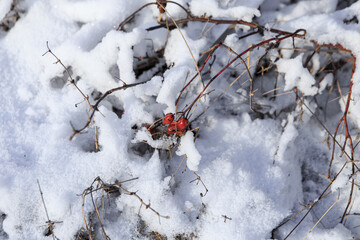Rosehip berries on snowy branches