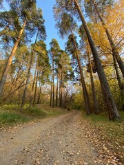 autumn in the forest