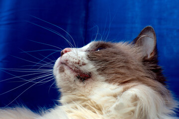 Acne in a domestic cat. Allergic skin diseases in domestic cats. Combs on the muzzle of a domestic cat.