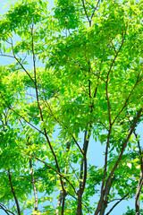 Fototapeta premium 青空と新緑