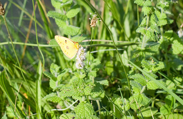 Papillon jaune