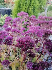 blooming maroon Sedum flowers in autumn on the garden bed
