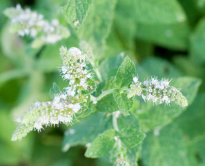 Menthe