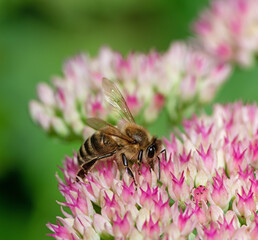 Bee on sedum flower blossoms