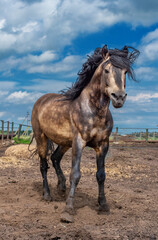 Portrait of a horse with a black mane on the farm against the background of the sky.