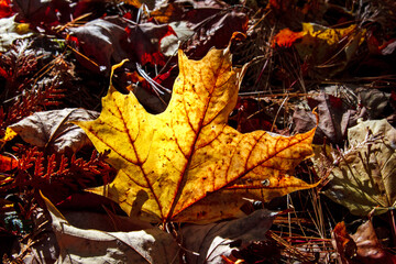 autumn leaves on the ground