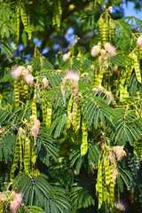 Flowering and fruits of tropical acacia. Large pods with seeds. Delicate flowers of albicia julibrissin. Bloom. Green scaly leaves on the branches of a tree.