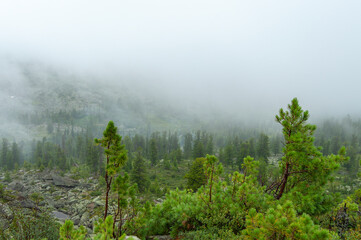 Obraz na płótnie Canvas Summer forest landscape in the Sayan mountains. Nature Park Ergaki, Russia, Siberia. Scenic landscape with fog