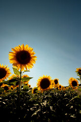 Obraz premium Girasole e campo di girasoli