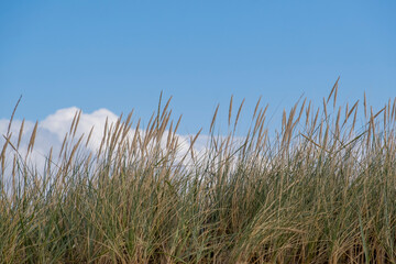 Fototapeta premium Gewöhnlicher Strandhafer oder Gemeiner Strandhafer (Ammophila arenaria)