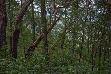 Obraz premium Bosque con árboles inclinados a la derecha