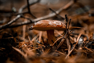 brown mushroom with water droplets on it grows in the autumn forest.
