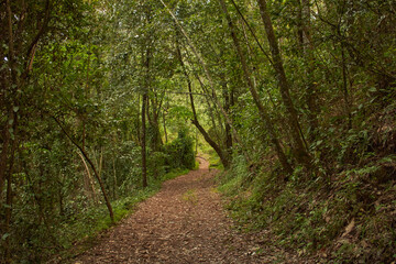 Sendero en el bosque