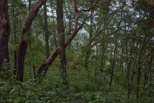 Bosque con &aacute;rboles inclinados a la derecha