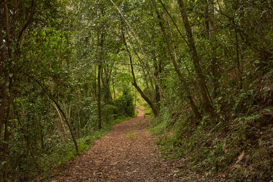 Sendero en el bosque