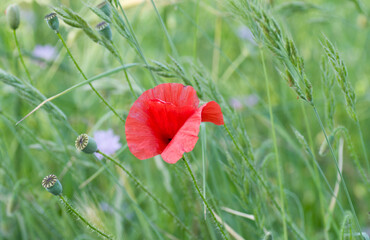 Obraz premium Coquelicot