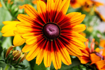 yellow flower