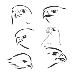 Black and white illustration. Sketch of bird for tattoo art. . Falcon bird, vector sketch illustration. the head of a hawk, symbol, vector sketch illustration
