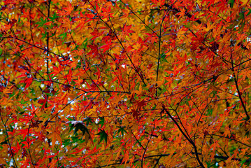 yellow maple leaves 