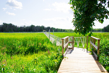 Obraz premium bridge in the park