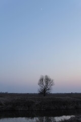 tree in the field 