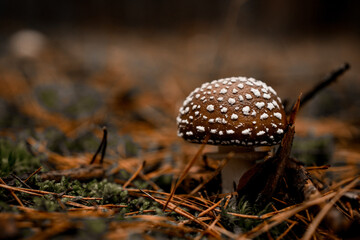 view on poisonous mushroom with cap in white specks grows in forest
