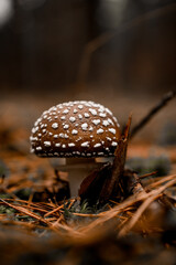 poisonous mushroom with cap in white specks grows in forest