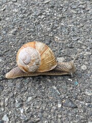 snail on the road