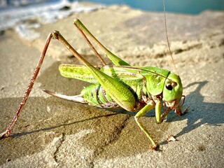 grasshopper on the grass