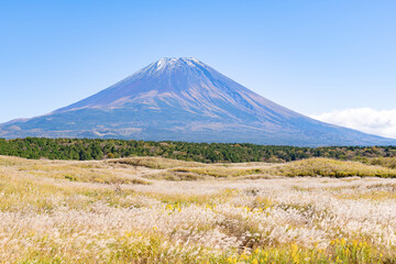 Fototapeta premium 静岡県富士宮市 秋の朝霧高原とススキ野原