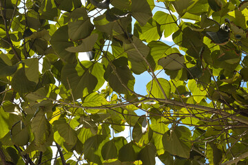 green leaves in the sun