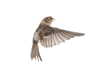 Eurasian Linnet in flight isolated on white background.
