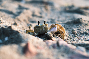 Crabe sur la plage
