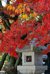 red maple in Japan 
