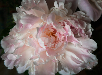 Peony flower. Selective focus. Close-up light pink flower