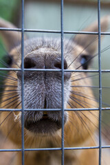 animal in a cage