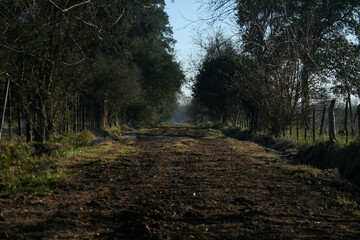 forest in the morning