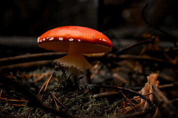 dangerous poisonous mushroom with large bright red cap grows in forest on pine needles
