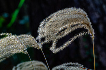 the enlargement of a common reed in Japan 