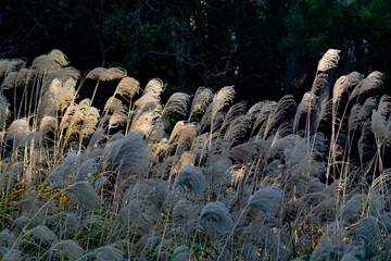 a reedy shore in Japan 