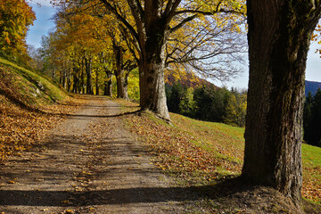 Baumallee mit herbstlich gefärbten Ahornbäumen beim Lochenstein auf der Schwäbischen Alb