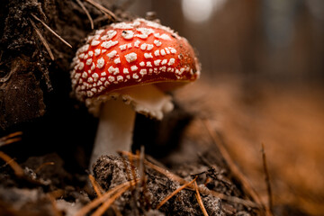 close-up view on mushroom with bright red cap grows in forest on pine needles