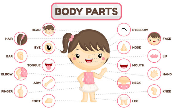 A Vector Set of Girl Body Parts with Detailed Part of the Body 