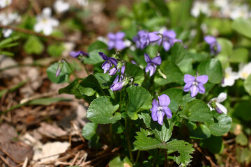 Sunny spring day in the wood. In gentle blue flowers the viola bush blossoms.